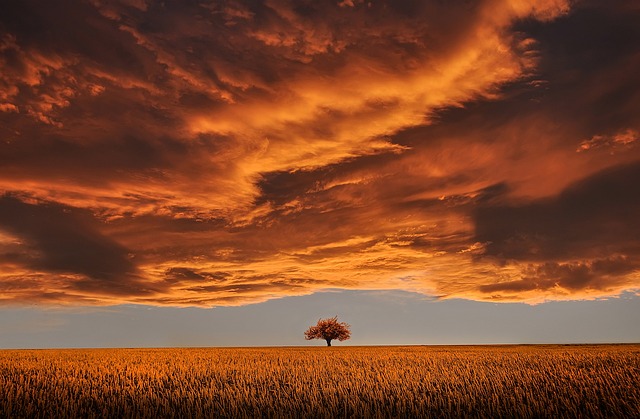 tree