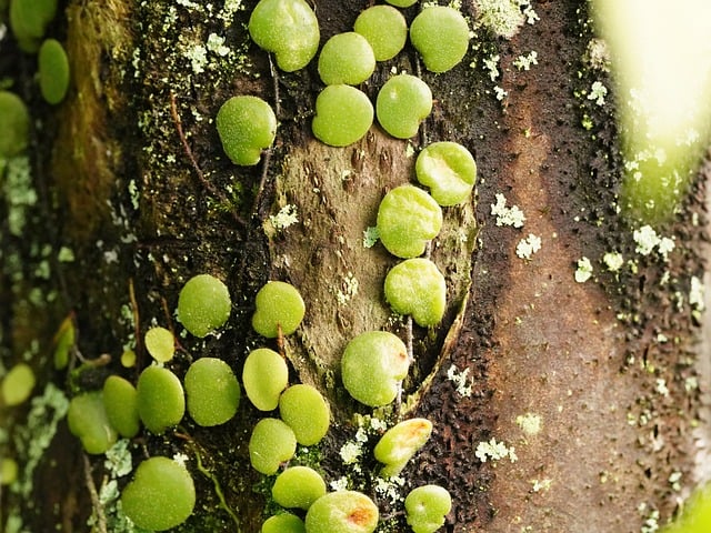 tree-640x480-25562548.jpeg