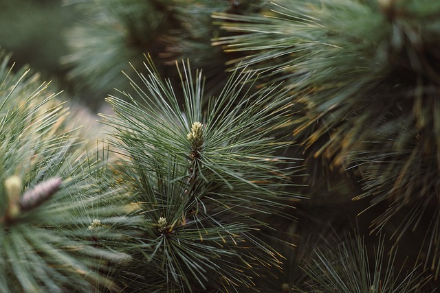 tree