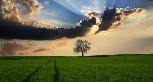 tree-640x480-26124876.jpeg