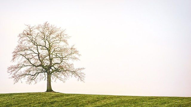 tree