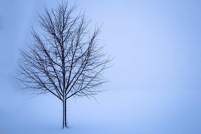 tree-640x480-27130753.jpeg