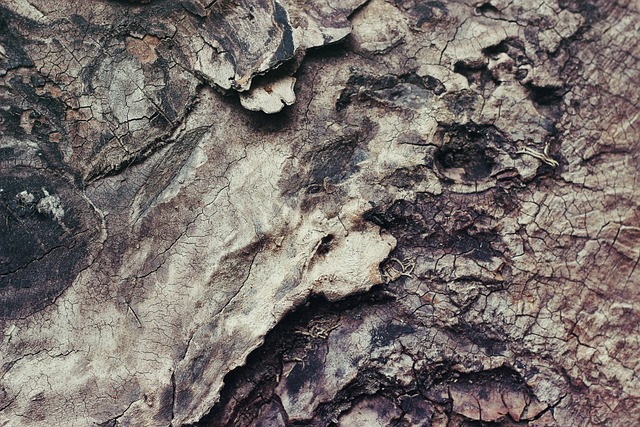 tree-640x480-27251052.jpeg
