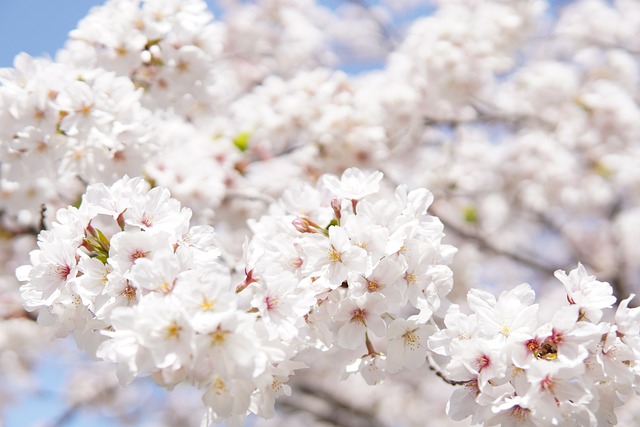tree-640x480-27263395.jpeg