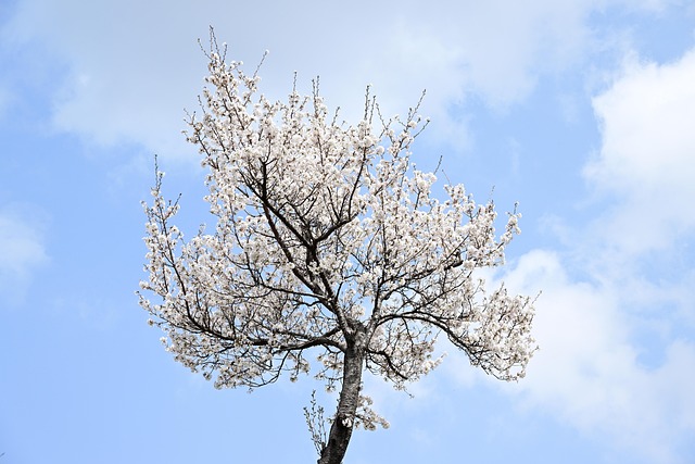 tree-640x480-27824261.jpeg