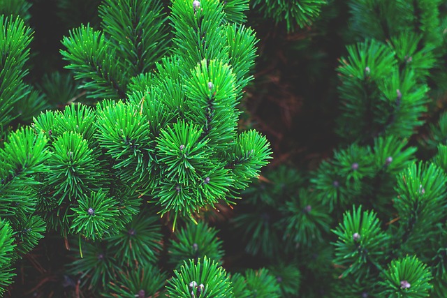 tree