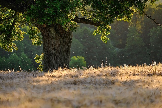 tree-640x480-29001459.jpeg
