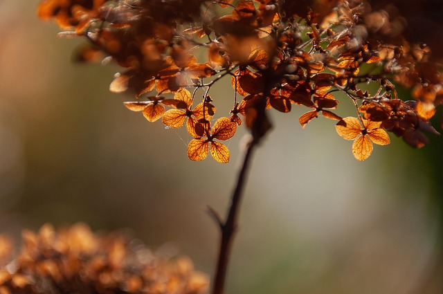 tree-640x480-29946038.jpeg