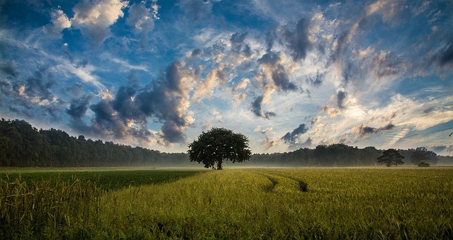 tree-640x480-29986412.jpeg