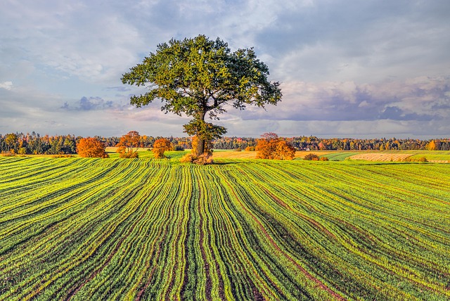 tree