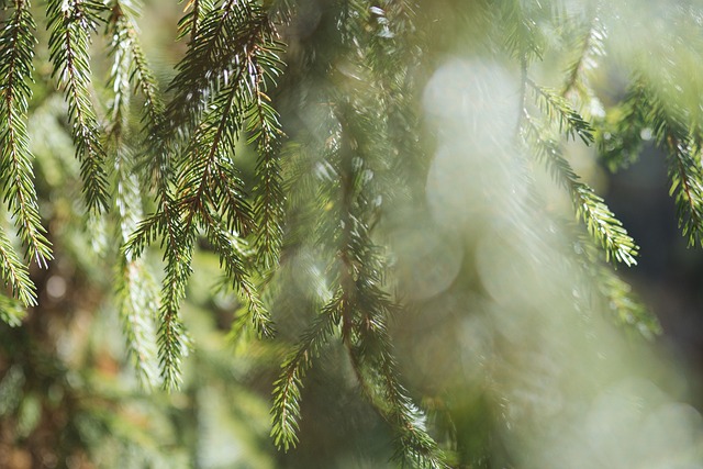 tree