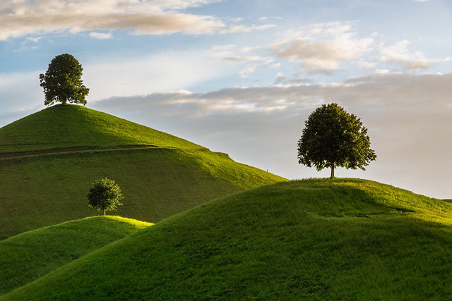 Richardson TX Tree Removal: Safety, Expertise, and Neighborhood Benefits
