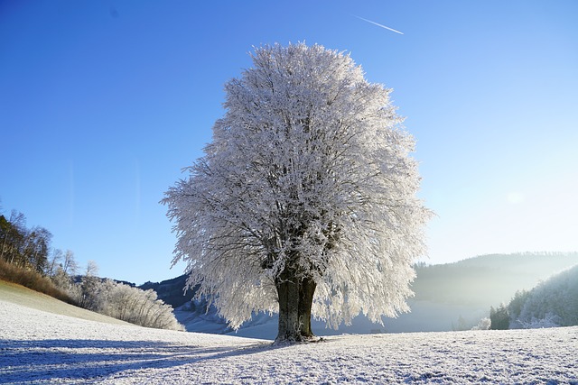 tree