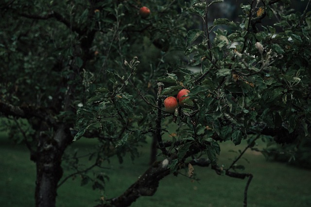 tree