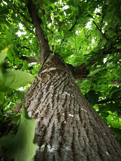 tree