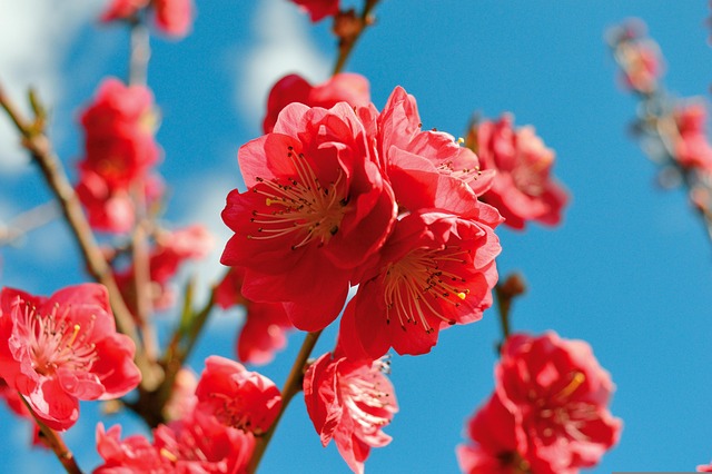 tree-640x480-38474048.jpeg