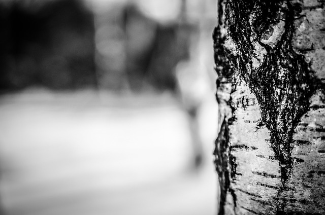 Richardson TX Tree Trimming: Expert Contractors for Optimal Tree Structure