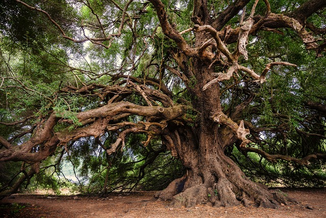tree