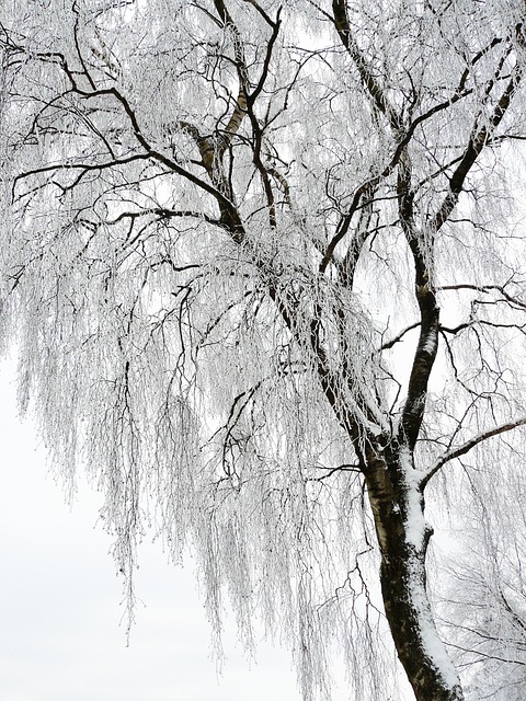 tree