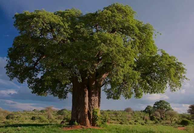 tree