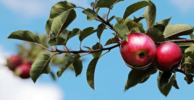 tree-640x480-42598653.jpeg