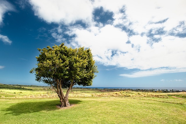tree