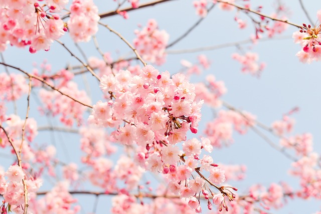 tree-640x480-42656642.jpeg