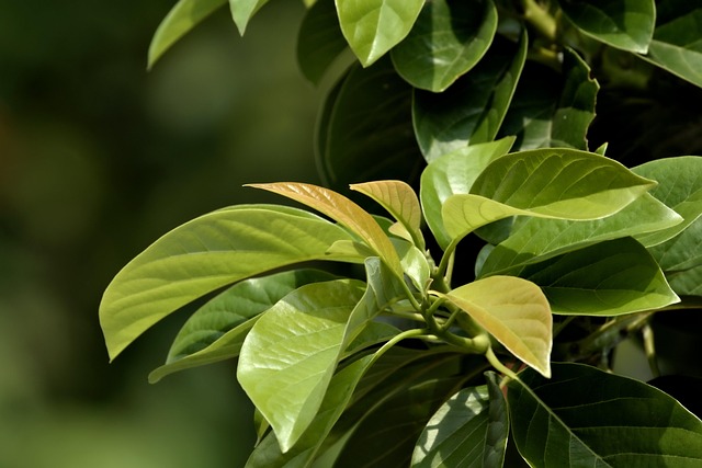 tree