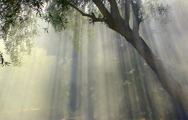 tree