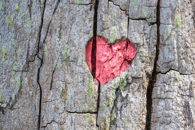 tree-640x480-44490792.jpeg
