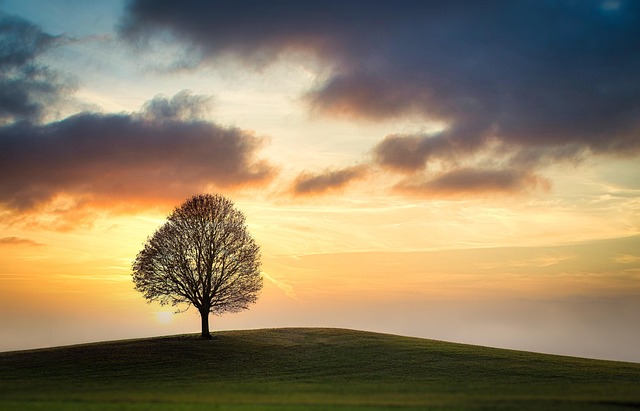 tree