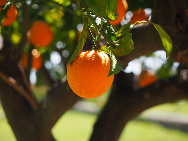 tree