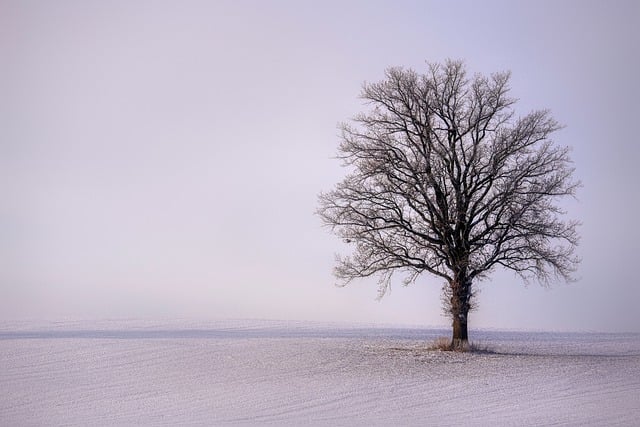 tree