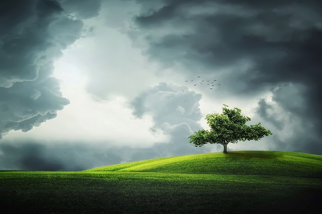 tree