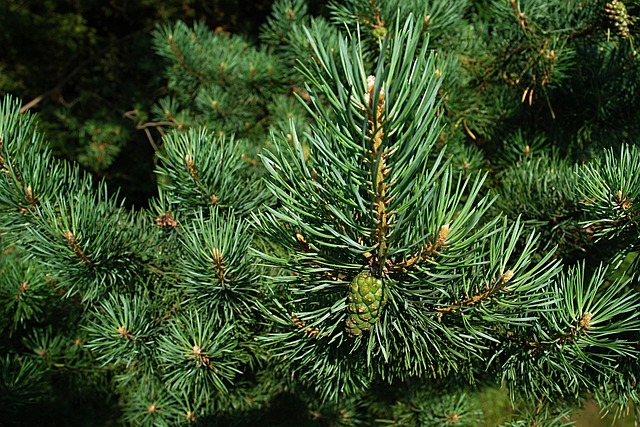 tree
