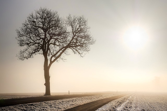tree