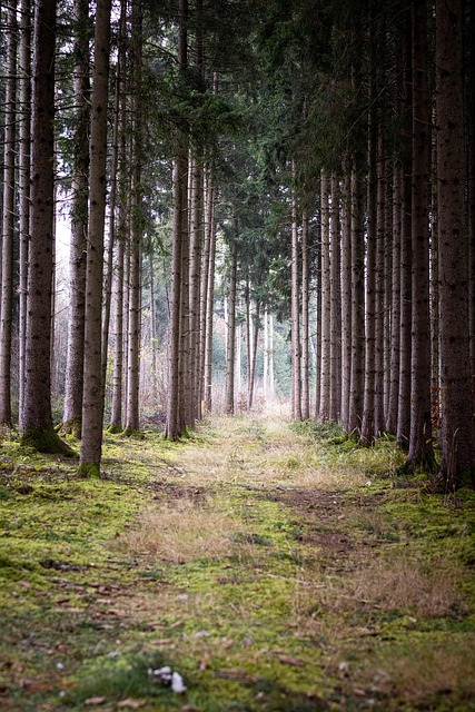tree-640x480-47681474.jpeg