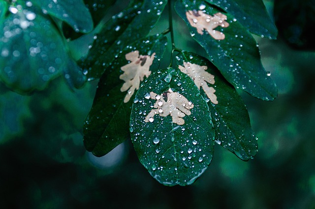 tree-640x480-48411913.jpeg