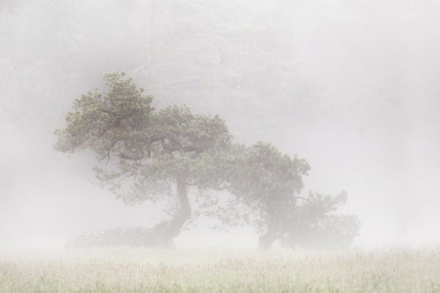 tree