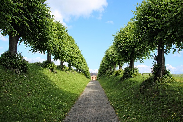 tree-640x480-49564035.jpeg