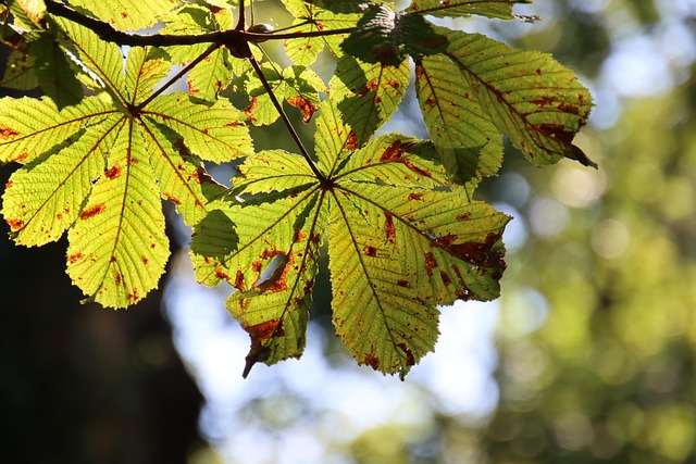 tree-640x480-51267813.jpeg