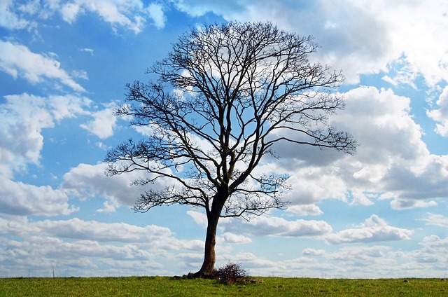 tree
