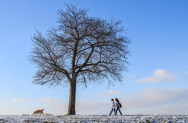 tree