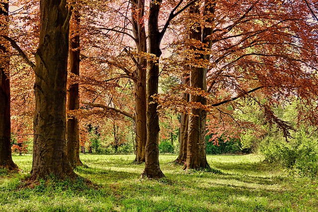 tree