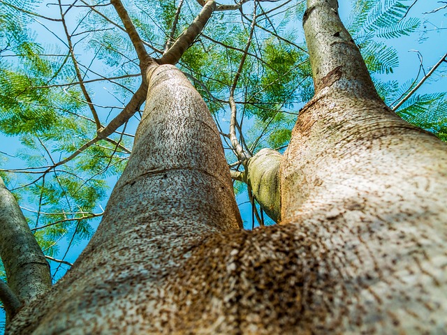 tree
