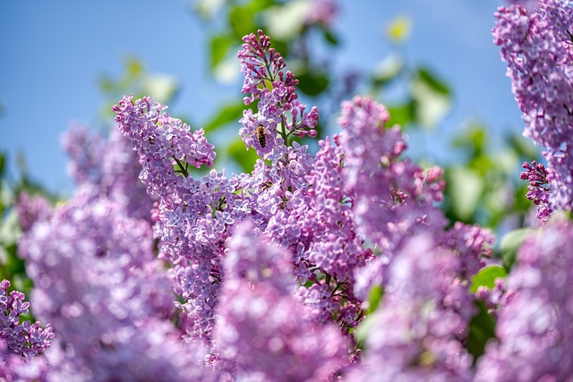 Addison TX Tree Care: Experts Improve Your Property’s Health