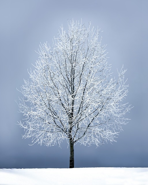 tree