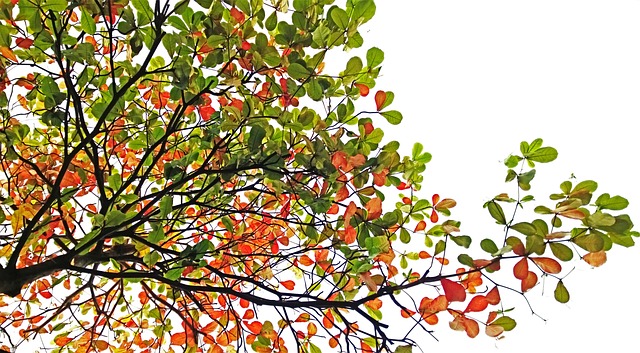tree-640x480-55560267.jpeg