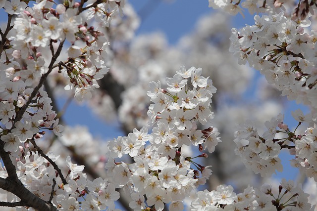 tree-640x480-55590350.jpeg