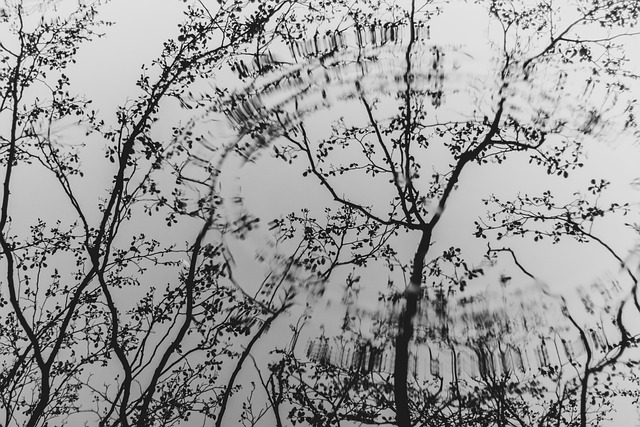 tree-640x480-55685564.jpeg